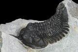 Bargain, Morocconites Trilobite Fossil - Morocco #127474-3